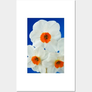 Narcissus  'Geranium'  AGM  Daffodil  Div. 8 Tazetta Posters and Art